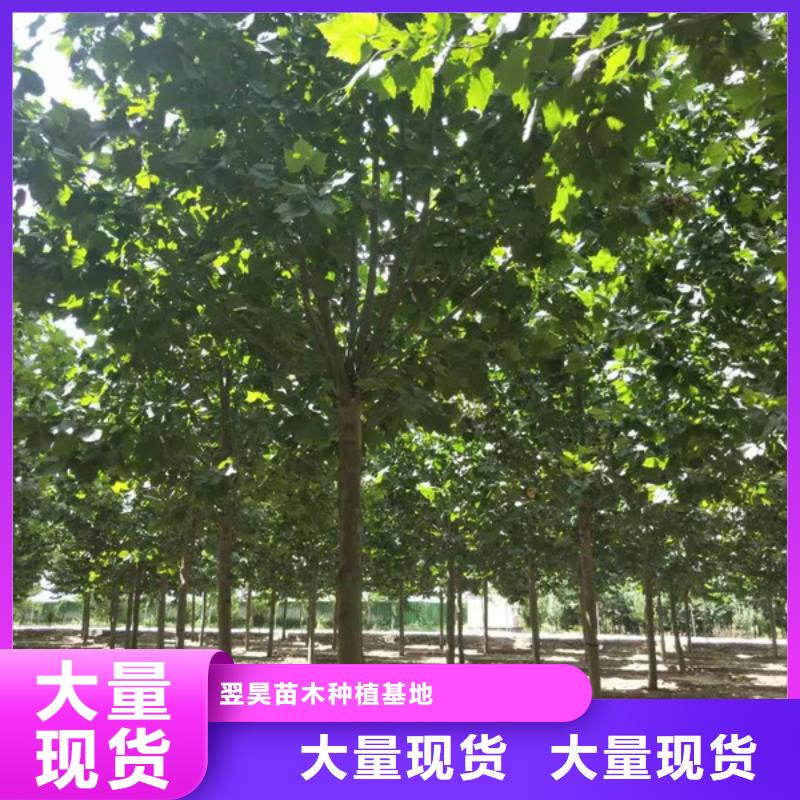 法桐炫麗海棠源頭廠家