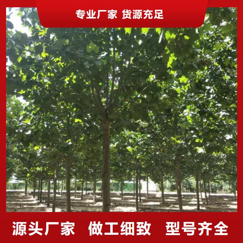 法桐【國(guó)槐】工廠(chǎng)直營(yíng)
