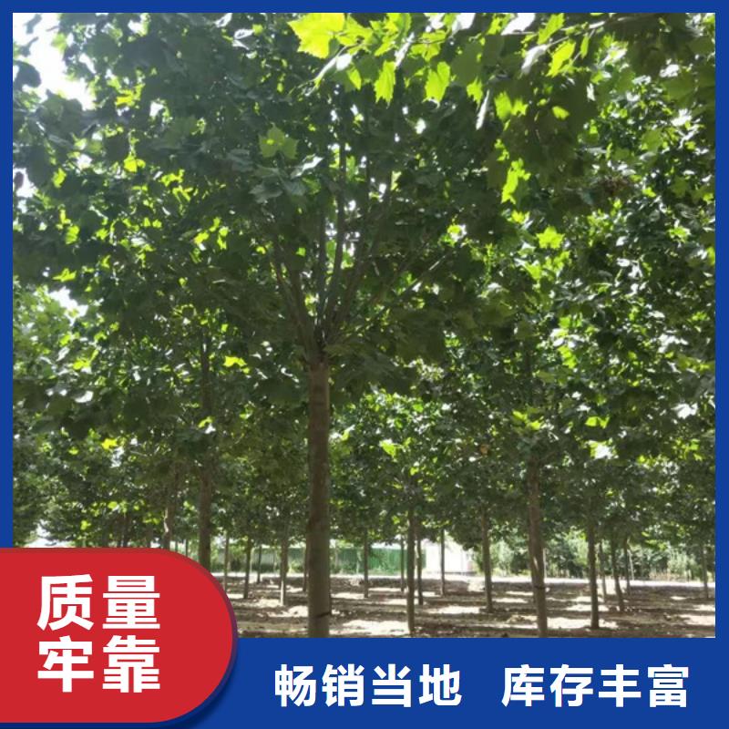 法桐金葉復(fù)葉槭質(zhì)量優(yōu)價(jià)格低