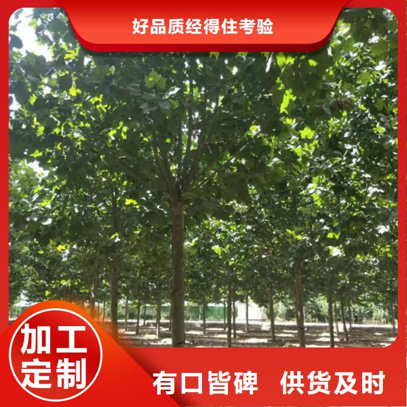 法桐_金叶白蜡现货交易