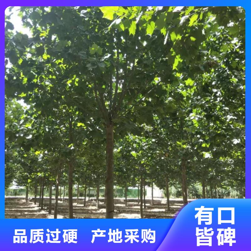 法桐-北京欒廠家工藝先進