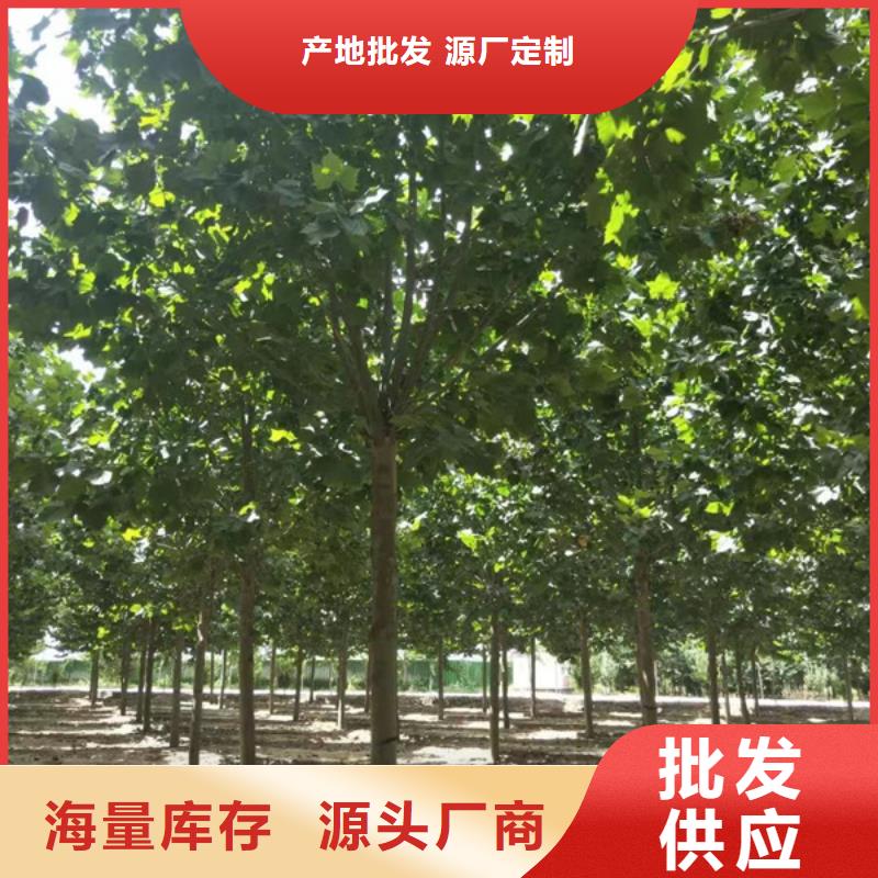 法桐【國(guó)槐】工廠(chǎng)直營(yíng)