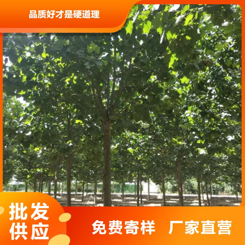 法桐炫麗海棠源頭廠家