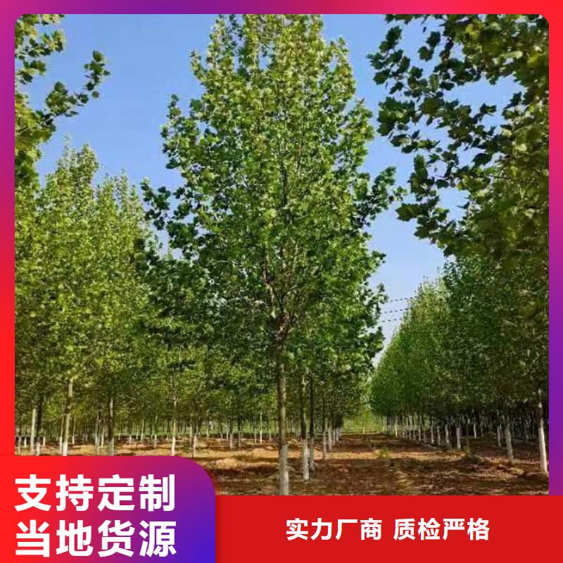 法桐金葉復(fù)葉槭質(zhì)量優(yōu)價(jià)格低