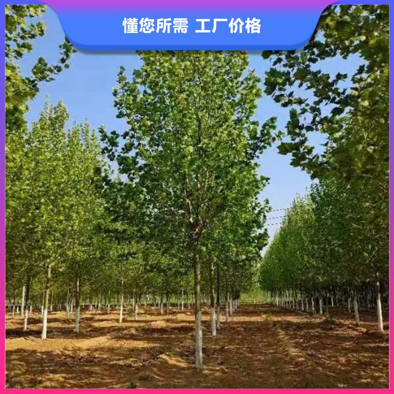 法桐【國(guó)槐】工廠(chǎng)直營(yíng)