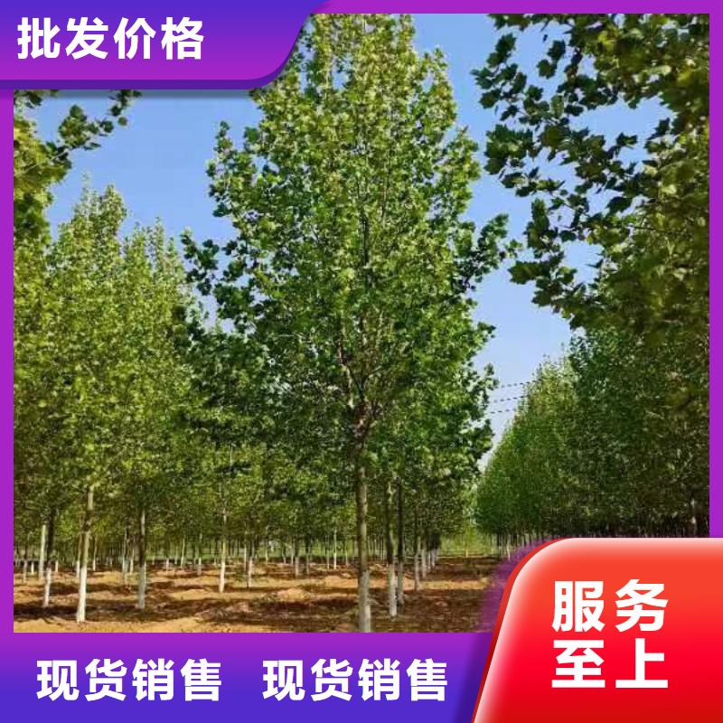 法桐-北京欒質(zhì)量安心