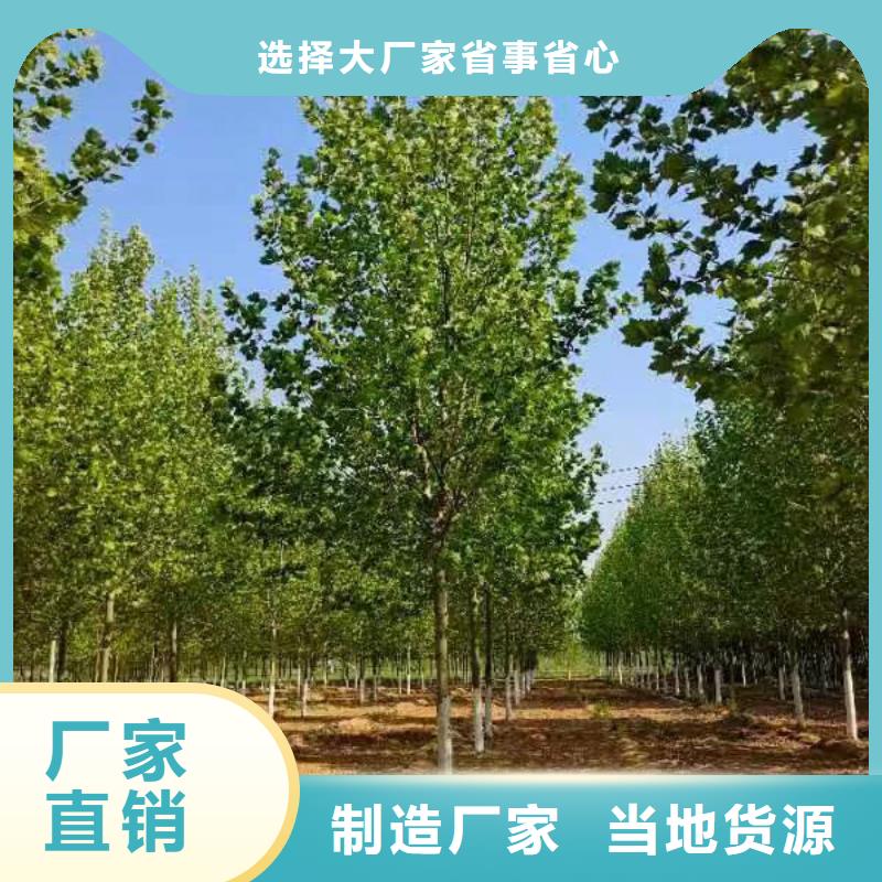 法桐_金叶白蜡现货交易