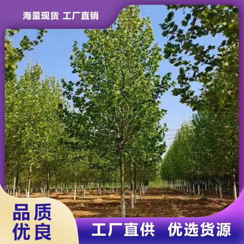 法桐炫麗海棠源頭廠家
