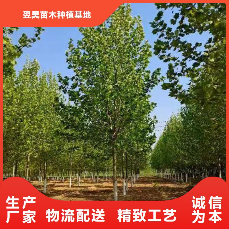 法桐國槐檢驗(yàn)發(fā)貨