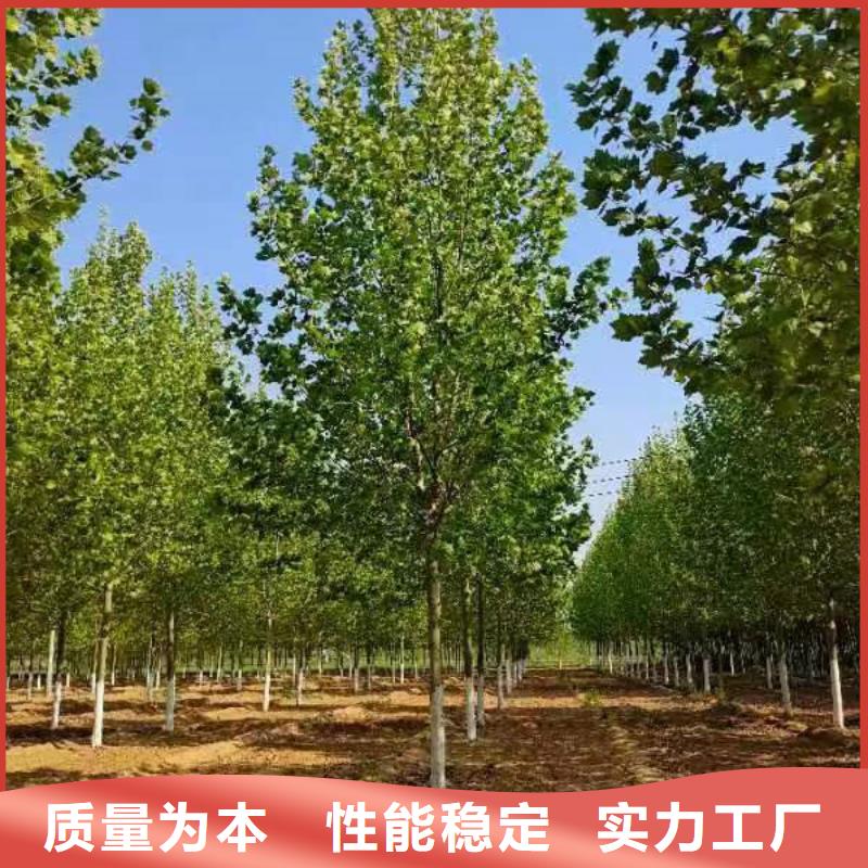 法桐-北京欒質(zhì)量安心