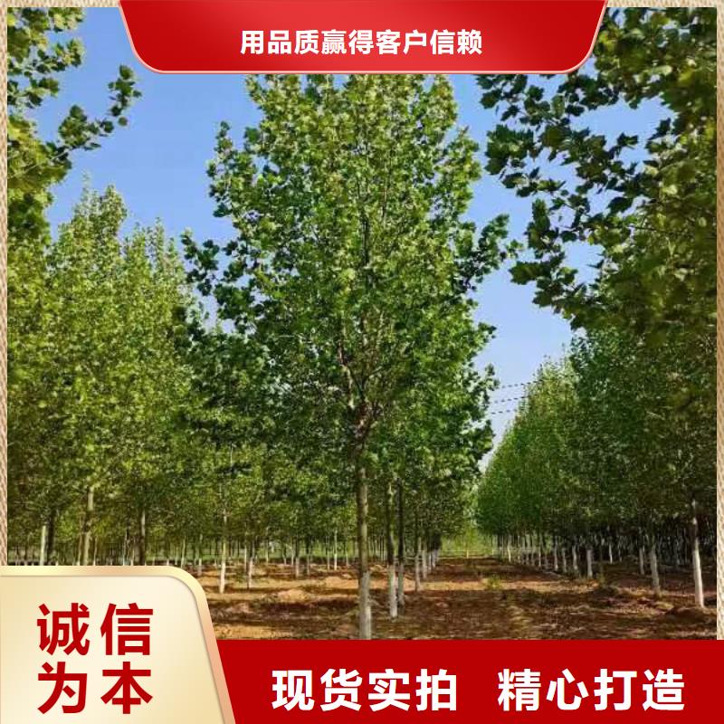法桐【國(guó)槐】工廠(chǎng)直營(yíng)