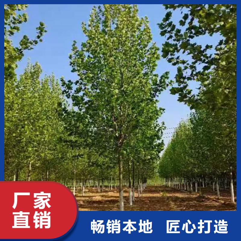 法桐炫麗海棠源頭廠家