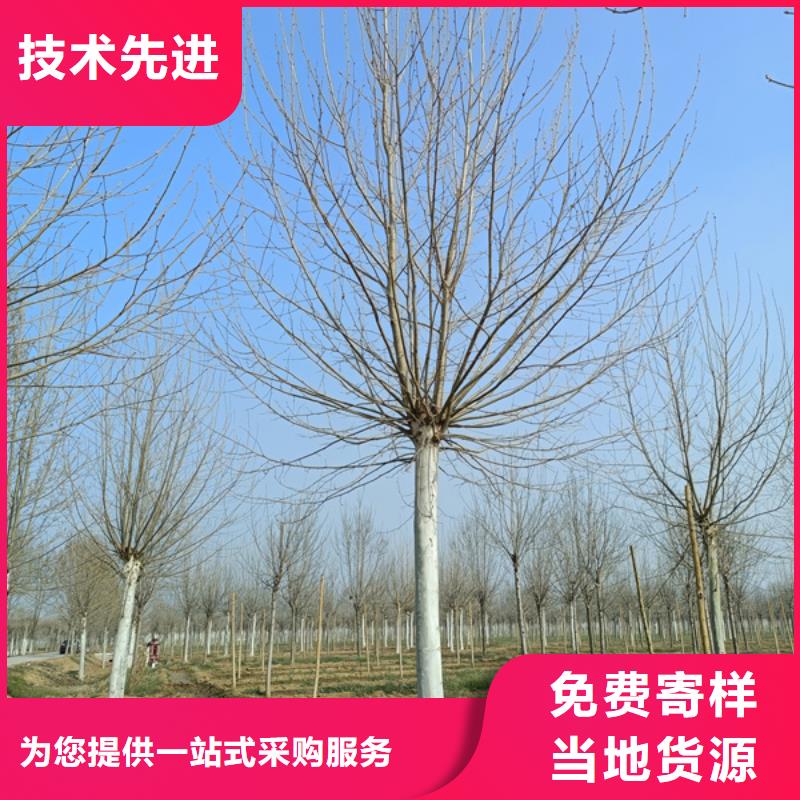 法桐金葉復(fù)葉槭質(zhì)量優(yōu)價(jià)格低