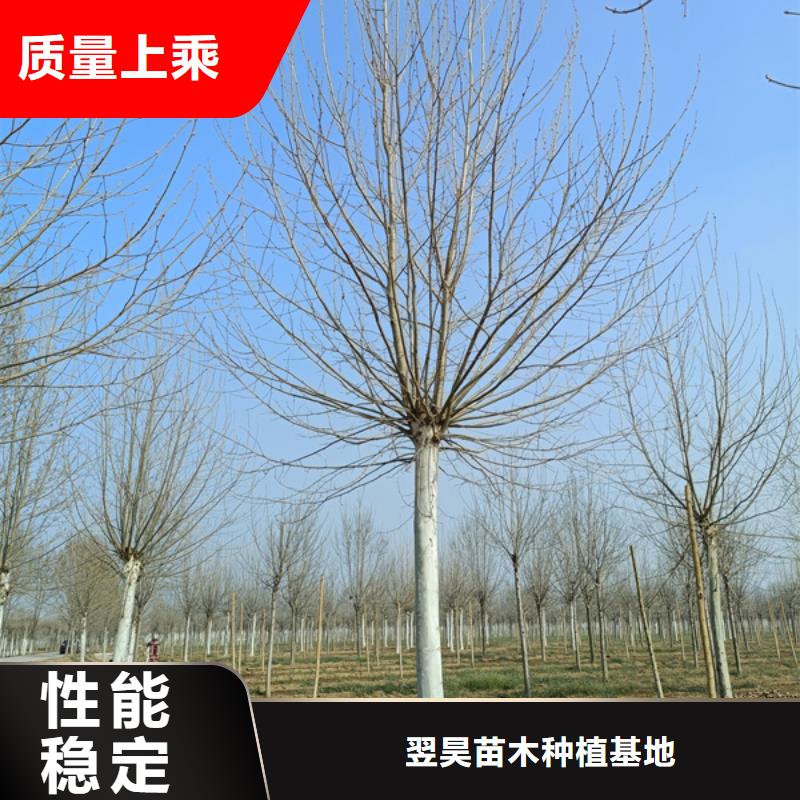 法桐【國(guó)槐】工廠(chǎng)直營(yíng)