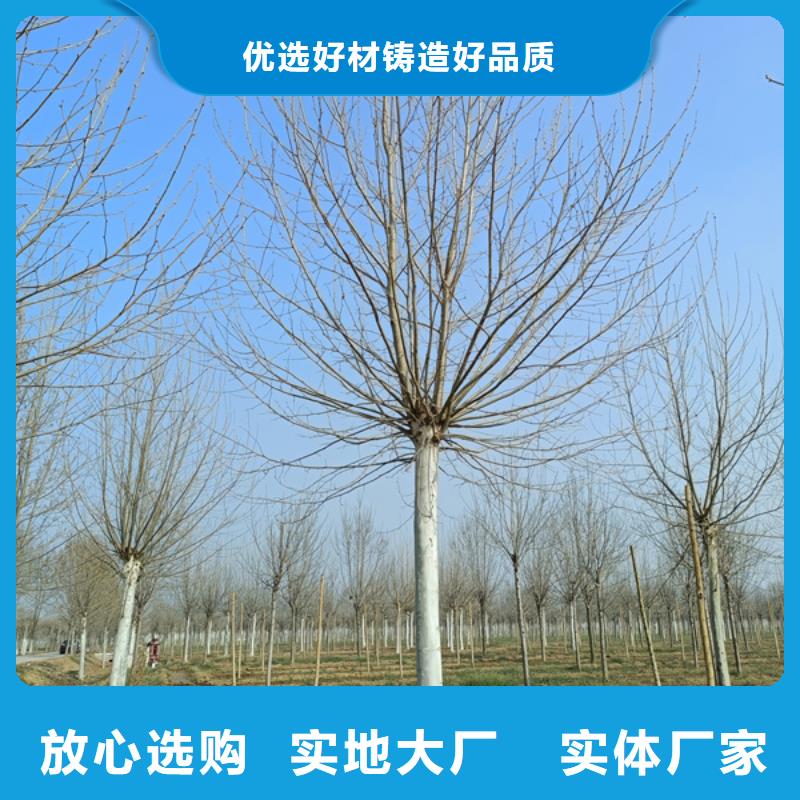 法桐五角楓批發(fā)貨源