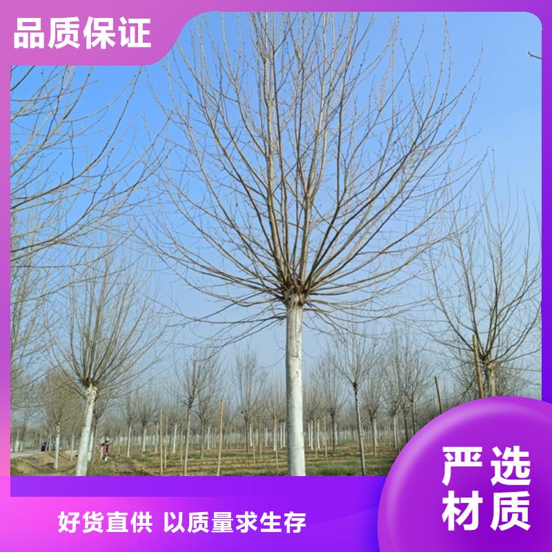 【法桐】 金葉白蠟一站式采購方便省心