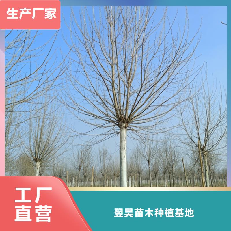 法桐用心制造