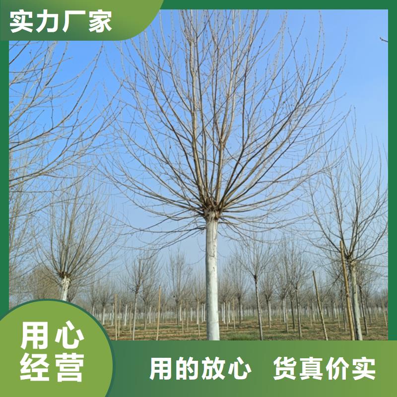 法桐金葉復(fù)葉槭質(zhì)量優(yōu)價(jià)格低