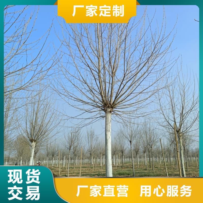 法桐國槐檢驗(yàn)發(fā)貨