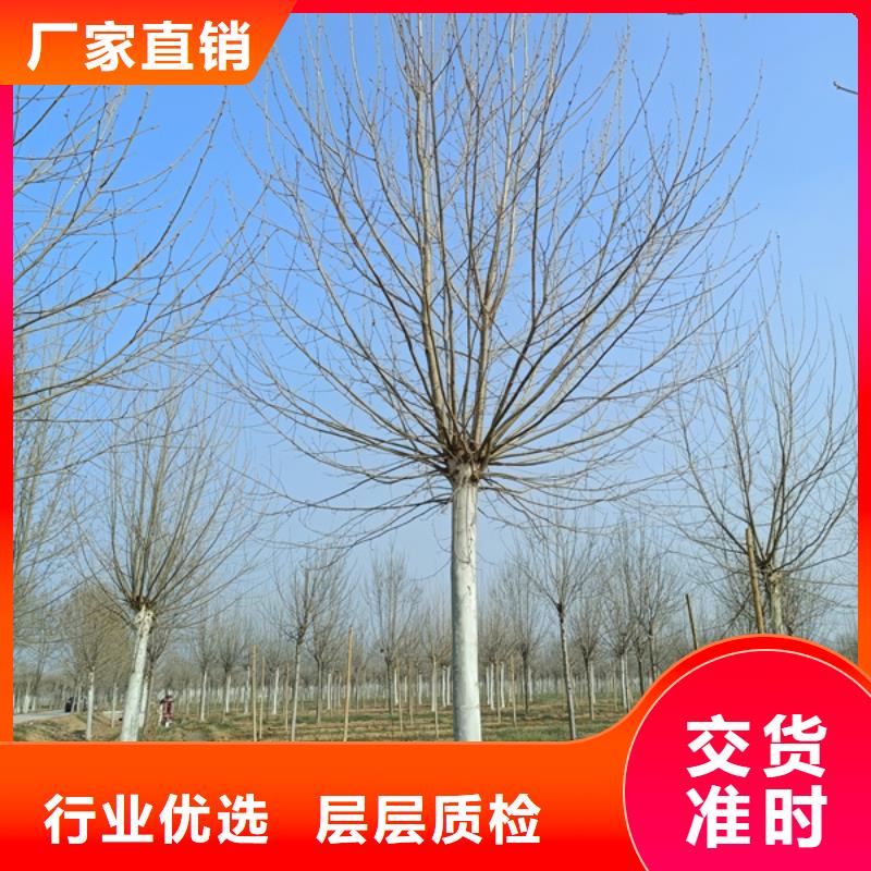 法桐【國(guó)槐】工廠(chǎng)直營(yíng)