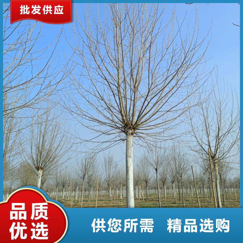 法桐五角楓批發(fā)貨源