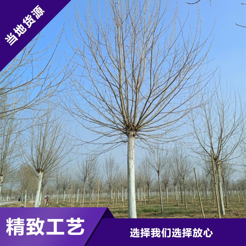 法桐金葉復(fù)葉槭質(zhì)量優(yōu)價(jià)格低