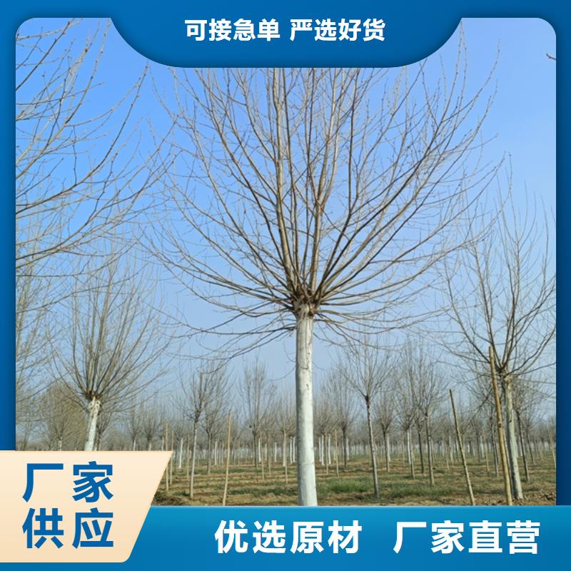 法桐炫麗海棠源頭廠家