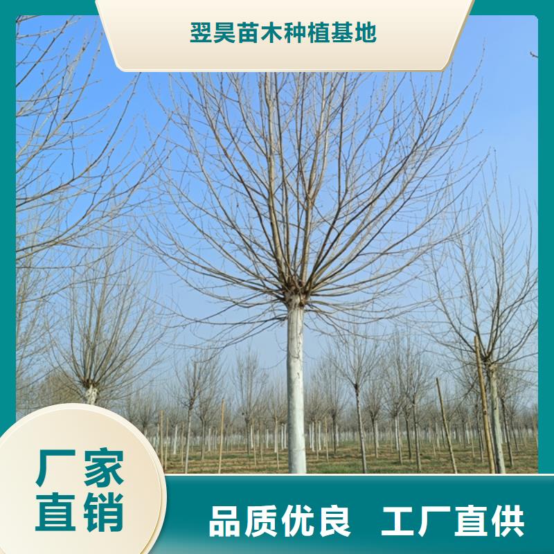 【法桐】 金葉白蠟一站式采購方便省心