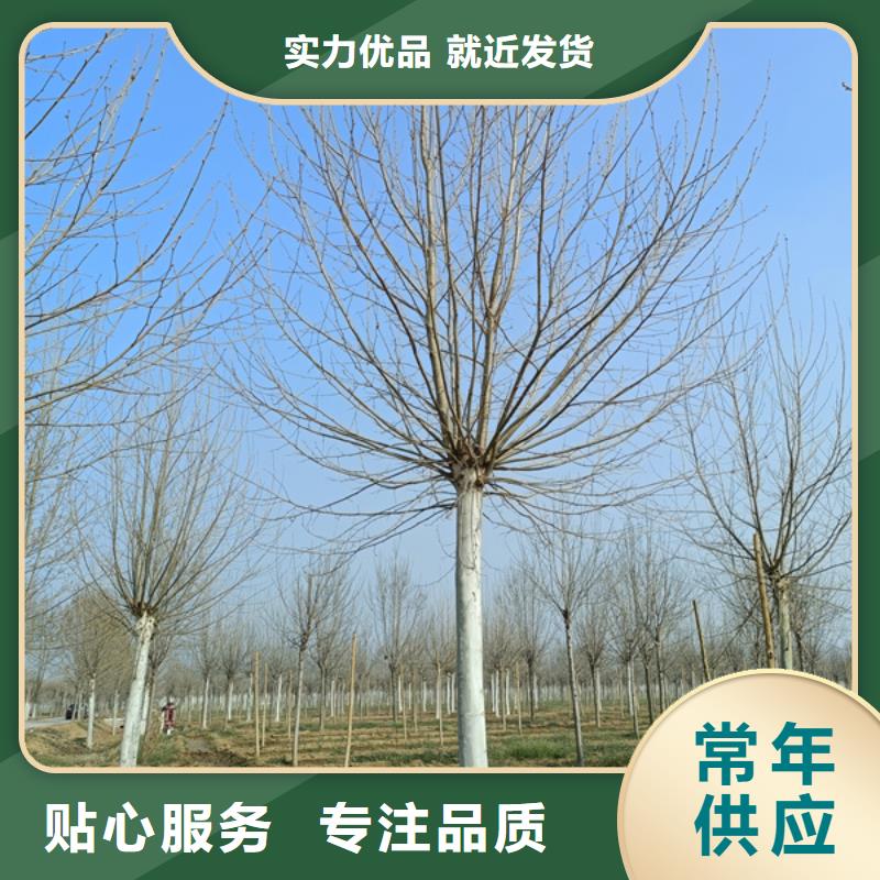 法桐黃金槐客戶信賴的廠家