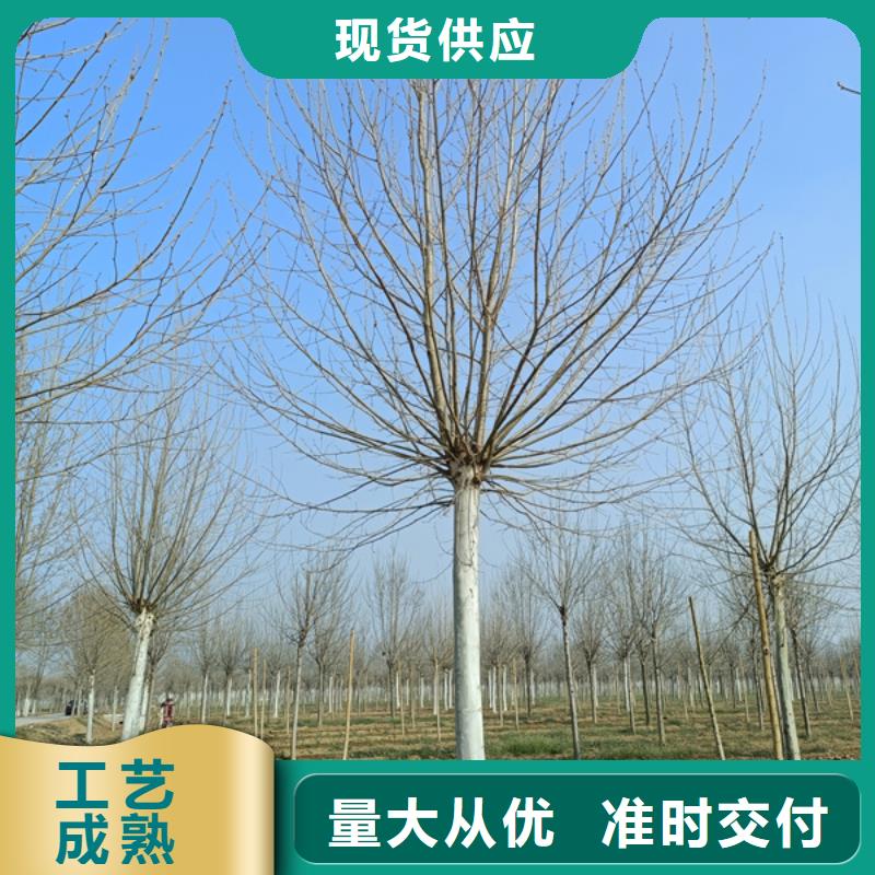 法桐【國(guó)槐】工廠(chǎng)直營(yíng)
