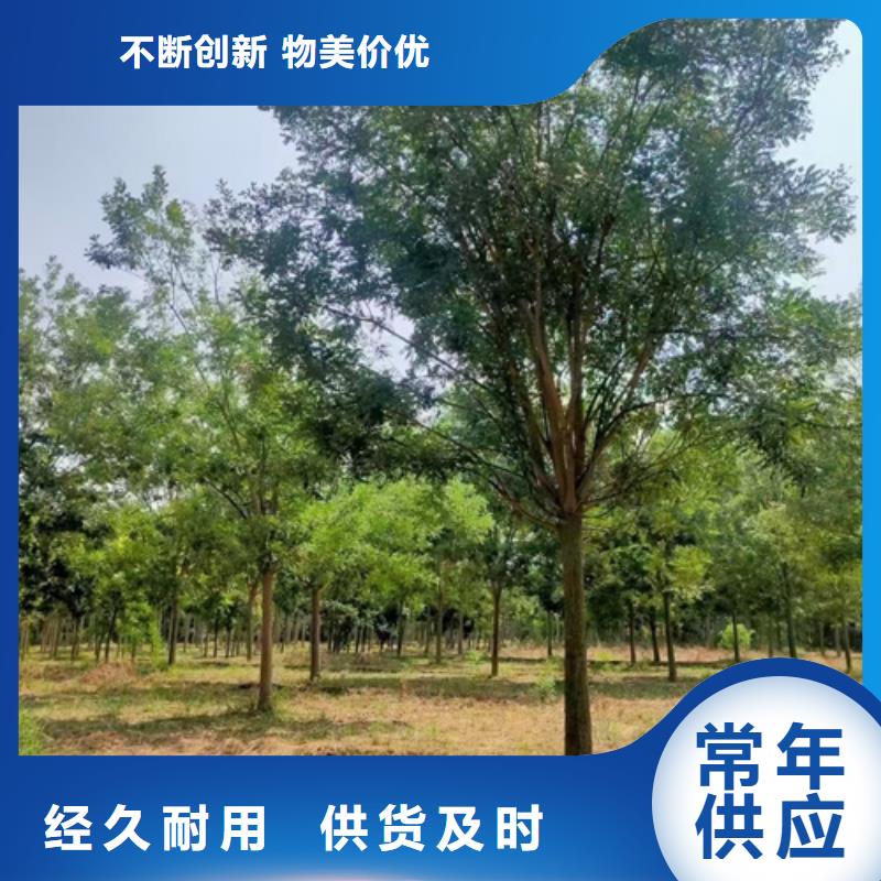 法桐黄金槐用心制作