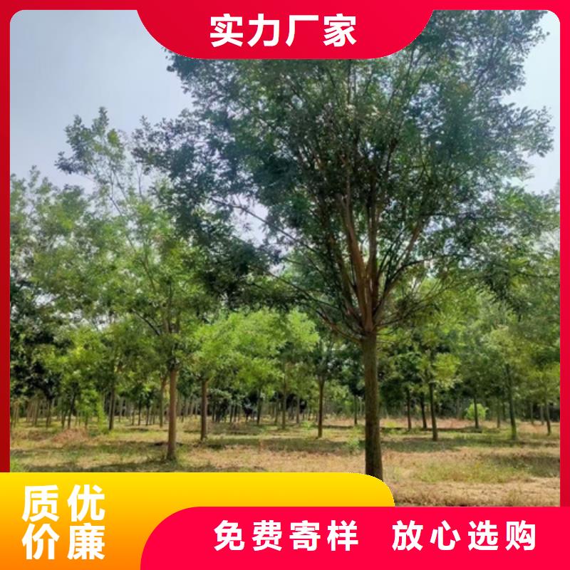 法桐金葉復(fù)葉槭超產(chǎn)品在細節(jié)