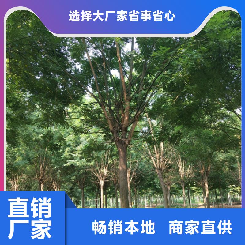 法桐垂絲海棠廠家