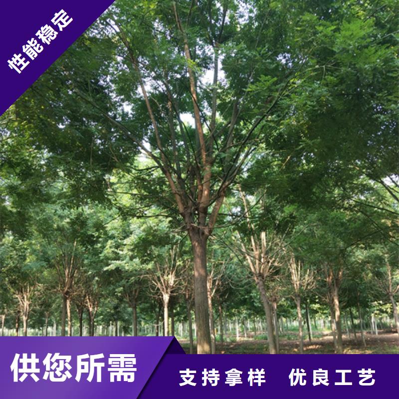 法桐現(xiàn)貨直供苗木基地