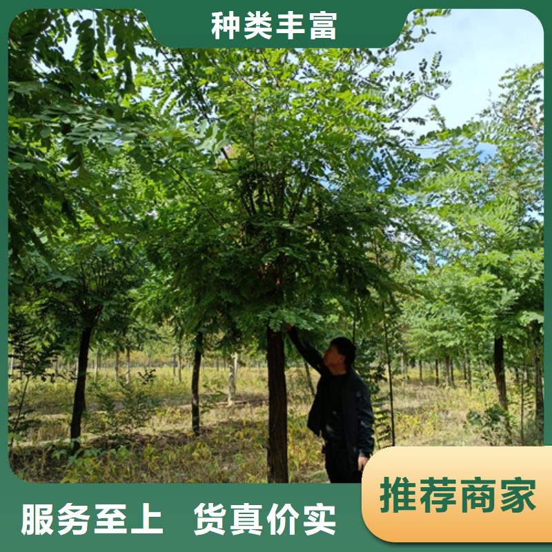 法桐樱花质量牢靠