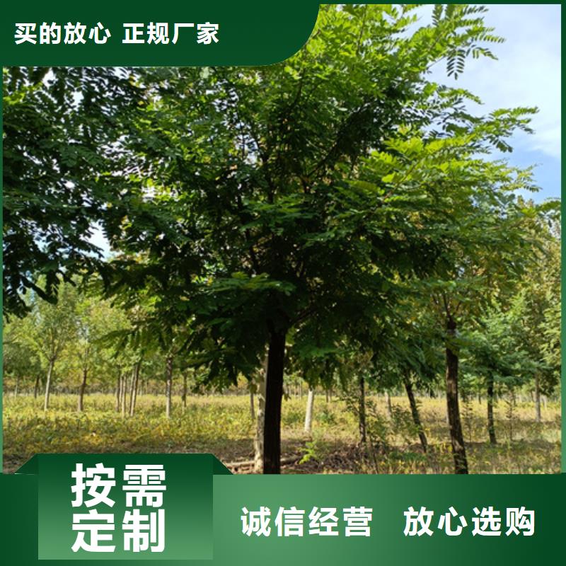 法桐金葉白蠟好貨有保障