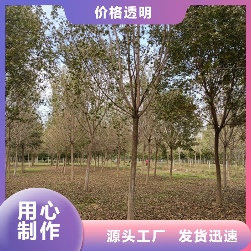 法桐國(guó)槐好產(chǎn)品有口碑