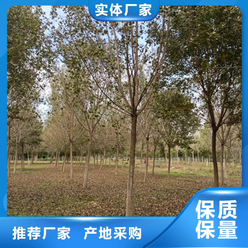 法桐,秋紫白蠟誠信經(jīng)營質(zhì)量保證