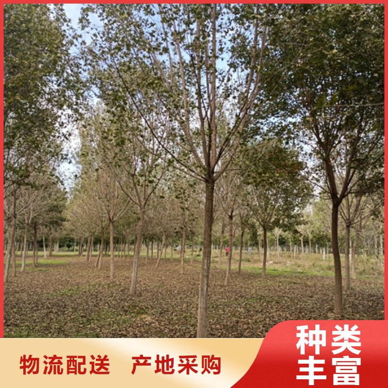 法桐為您提供一站式采購(gòu)服務(wù)