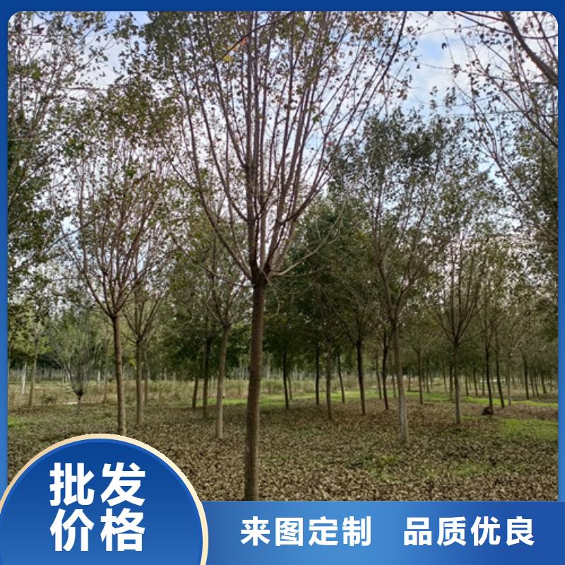 速生法桐廠家-發(fā)貨及時(shí)
