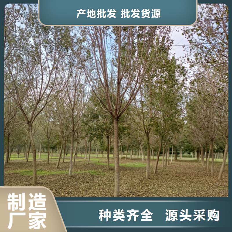 法桐,金叶槐多种场景适用