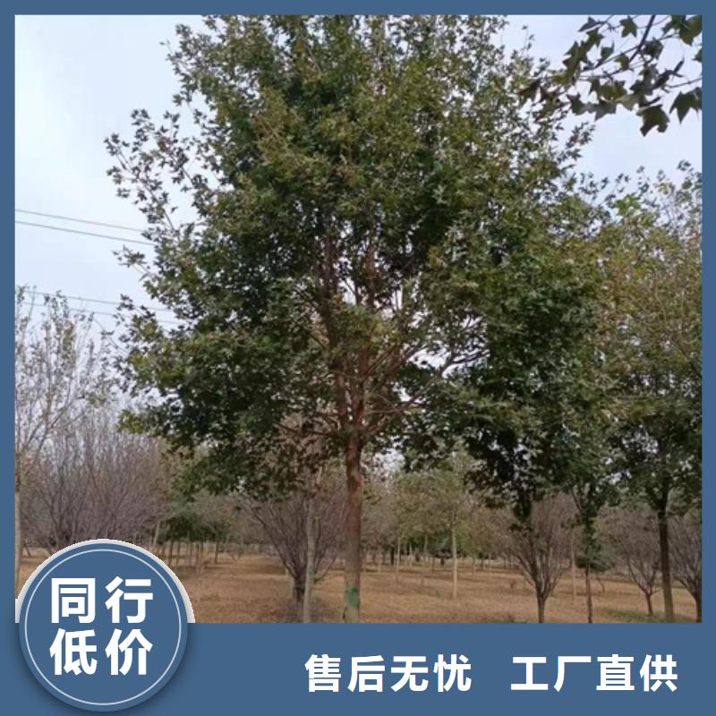 法桐黄金槐用心制作