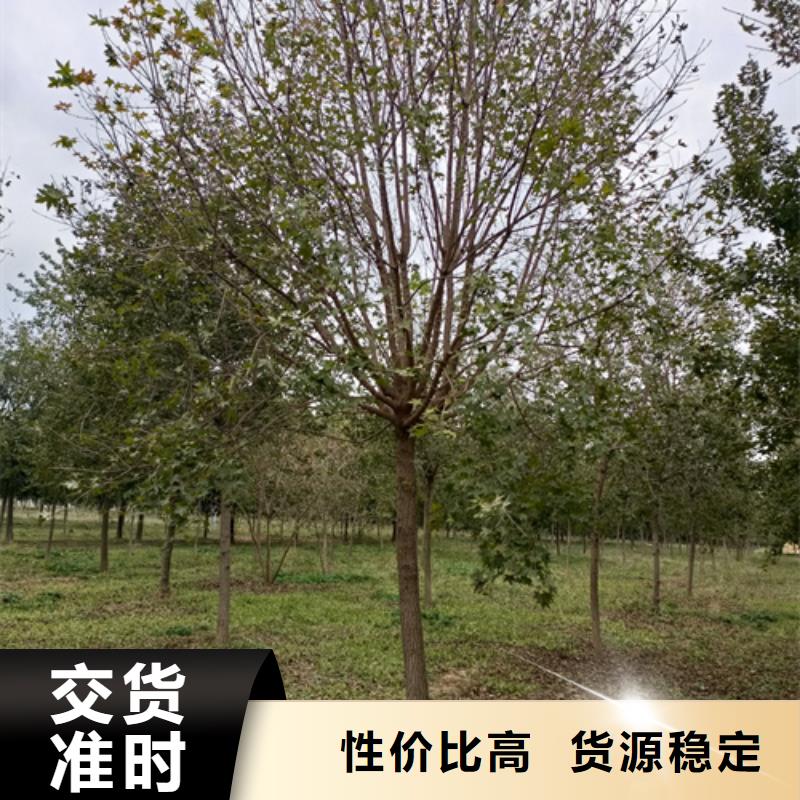 法桐小苗現(xiàn)貨供應(yīng)廠家