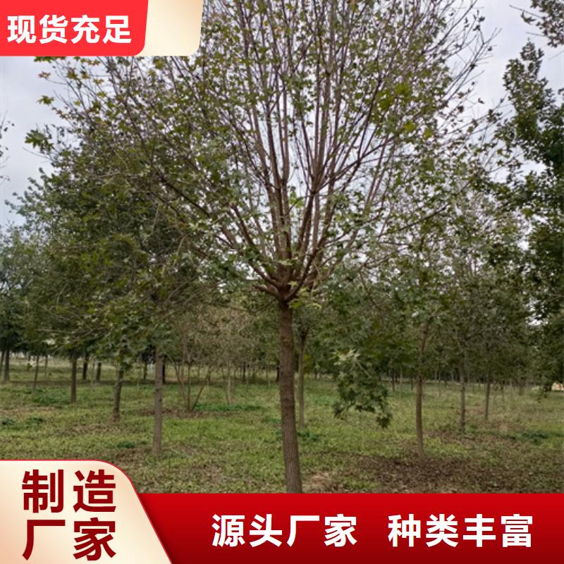 法桐金叶槐欢迎新老客户垂询