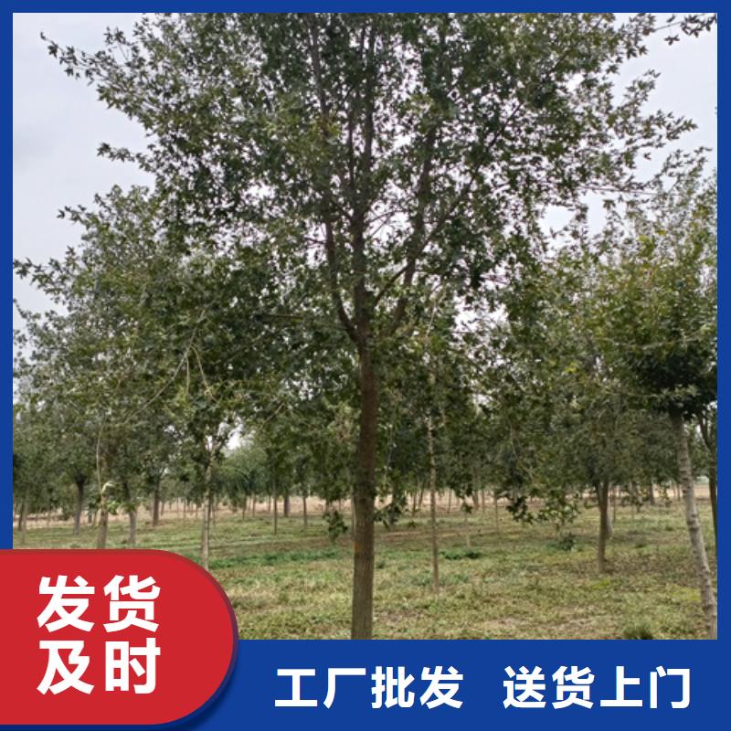 法桐黃金槐專注品質(zhì)