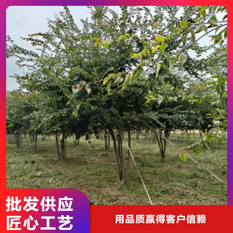 法桐金葉復(fù)葉槭價格地道