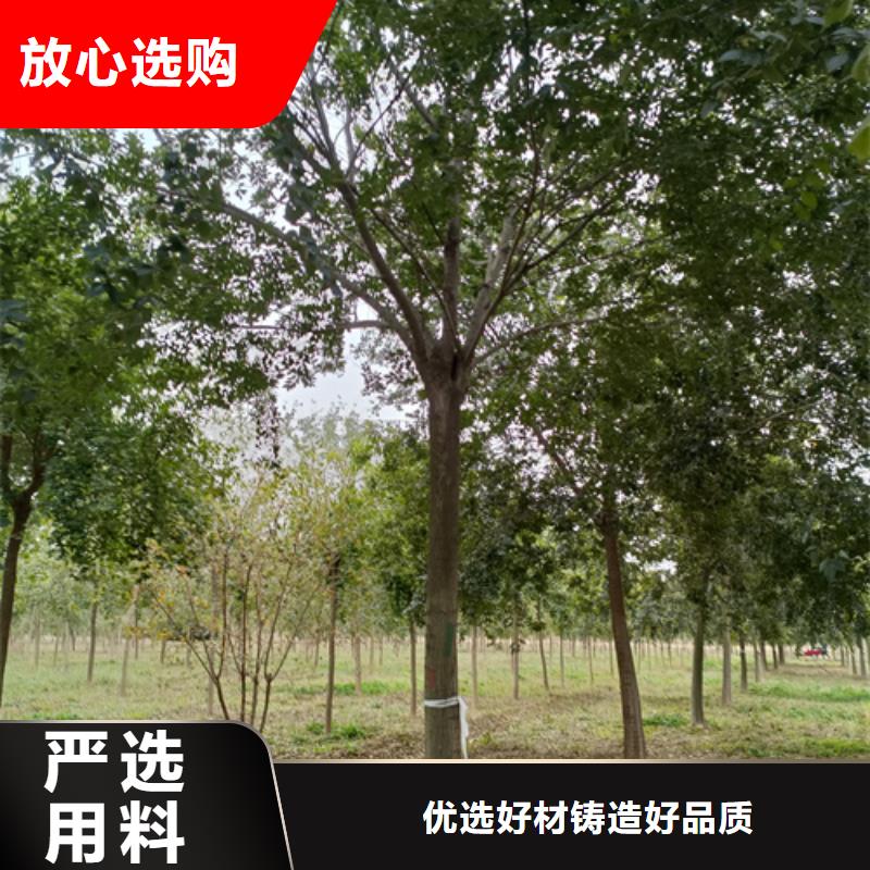 法桐原生冠法桐优良材质