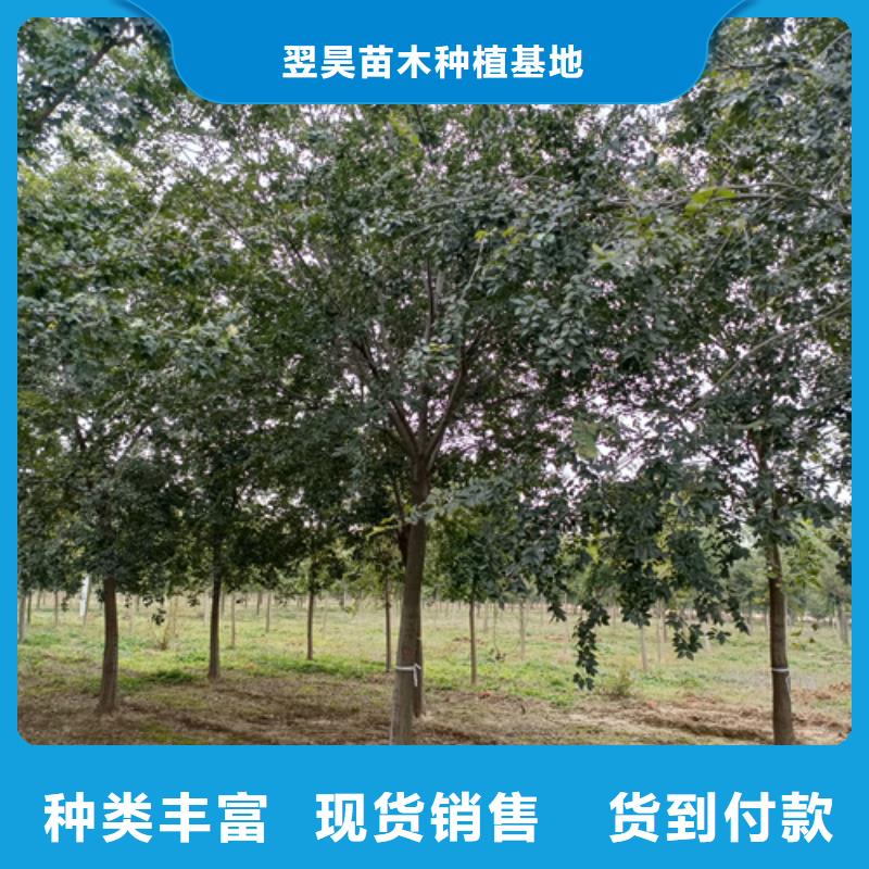 法桐价格优惠苗木基地