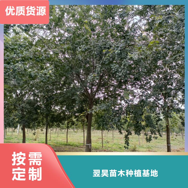 法桐行情上门施工