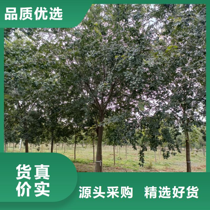 法桐放心选择绿化苗木